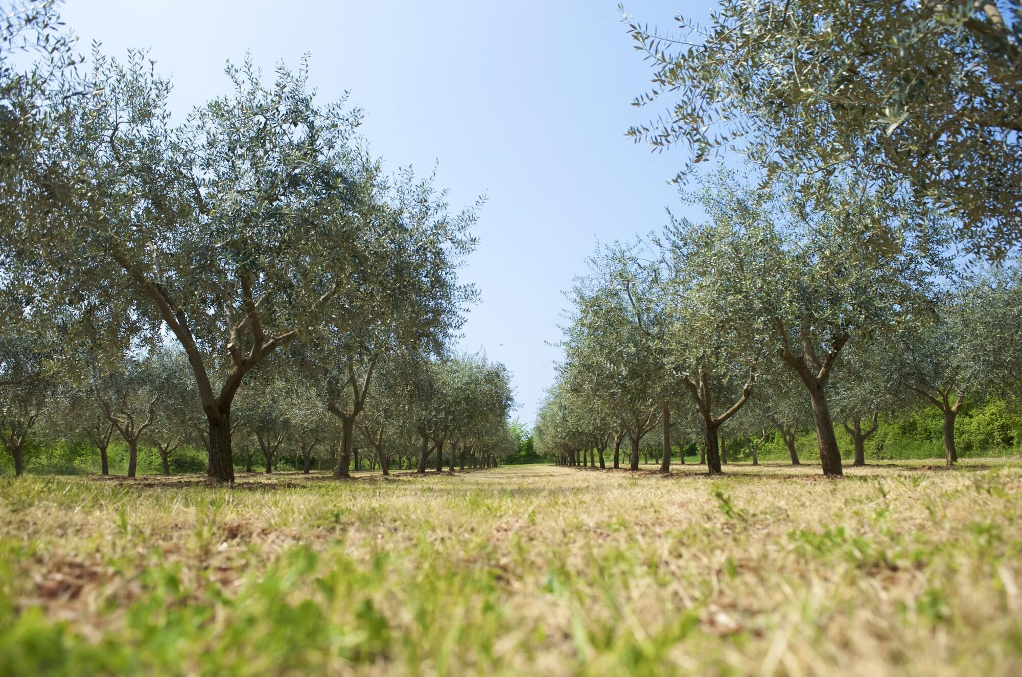 Rivalmare Beach Boutique Hotel - New! Novigrad Istria 외부 사진